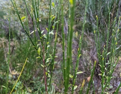 Cytisus scoparius