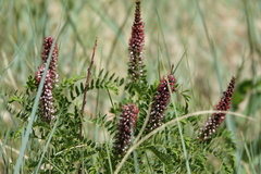 Amorpha nana