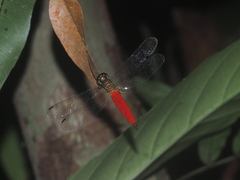 Orchithemis pulcherrima
