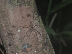 Heteropoda boiei