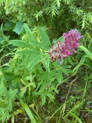Trifolium rubens