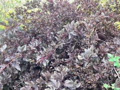 Physocarpus opulifolius