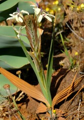 Babiana spathacea