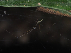 Pholcidae