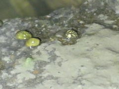 Theodoxus fluviatilis