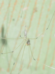 Pholcidae