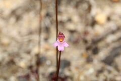 Utricularia multifida