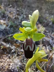 Ophrys vasconica