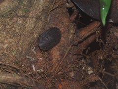 Blaberidae