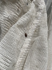 Microrhopala vittata