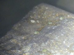 Theodoxus fluviatilis