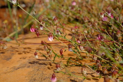 Hermannia glabrata