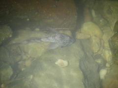 Cottus