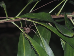 Heteropoda boiei