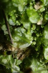Symphyogyna podophylla