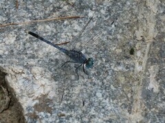 Diplacodes trivialis