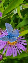 Polyommatus icarus