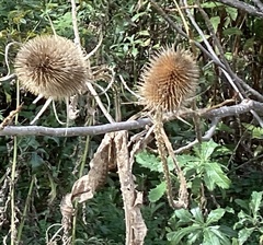 Dipsacus