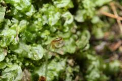 Symphyogyna podophylla