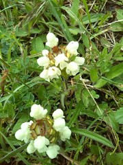 Prunella laciniata