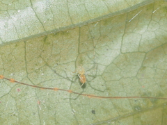 Scytodes pallida