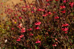 Hermannia grandiflora