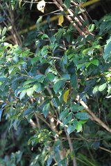 Glochidion rubrum
