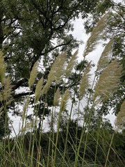 Cortaderia selloana