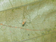 Scytodes pallida