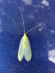 Leucochrysa insularis