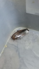 Blaberidae