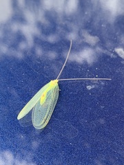 Leucochrysa insularis
