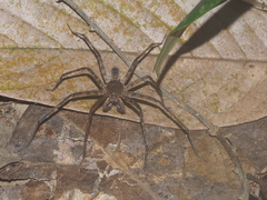 Heteropoda homstu