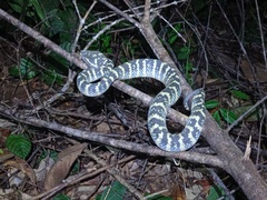 Tropidolaemus wagleri