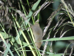Micromys minutus