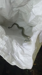 Tropidolaemus wagleri