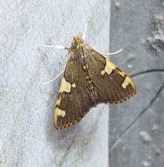 Rehimena phrynealis