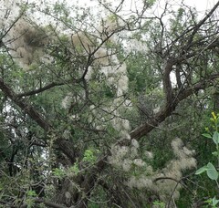 Clematis drummondii