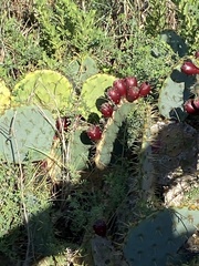 Opuntia lindheimeri