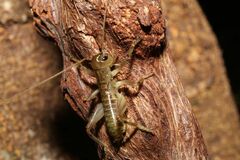 Gryllacrididae