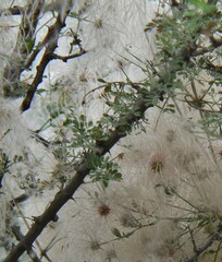 Clematis drummondii