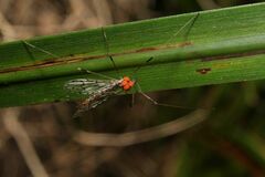 Trombidiformes