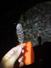 Caprimulgiformes