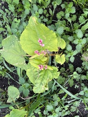 Fagopyrum esculentum