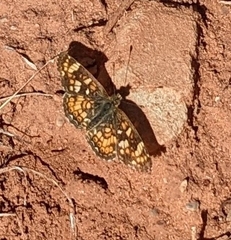 Phyciodes pulchella