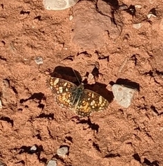 Phyciodes pulchella