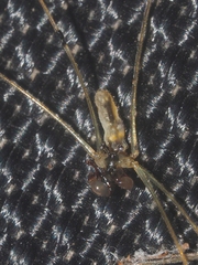 Pholcidae