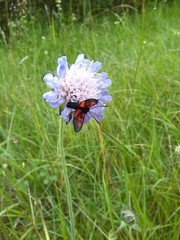 Knautia dipsacifolia