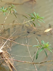 Ictinogomphus decoratus