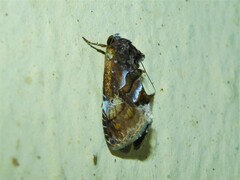 Hypodeva barbata